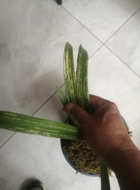 山水画，1苗1芽，苗情健康，根系好，不带盆和质料发货。