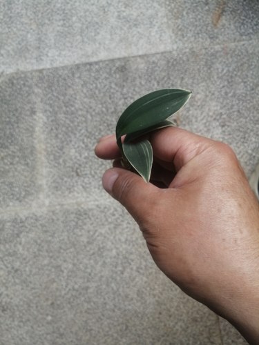磨砂兔耳兰艺草，3苗1芽，状态很好，叶片油亮，新手也能养
