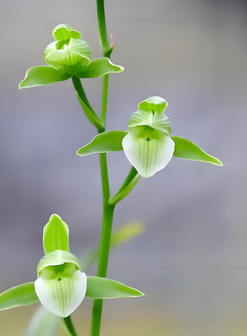 春兰蕙兰建兰寒兰春剑墨兰莲瓣兰秋芝送春绿秋榜 直播间链接