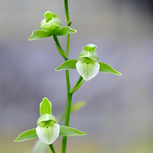 春兰蕙兰建兰寒兰春剑墨兰莲瓣兰秋芝送春绿秋榜 直播间链接