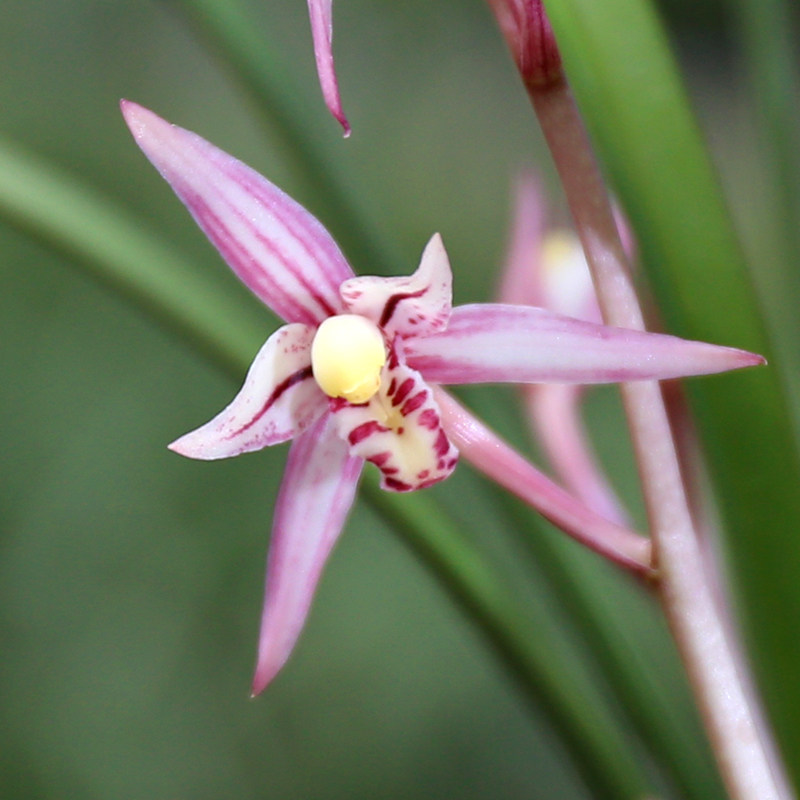 南靖青轩兰场 红娘建兰四季兰浓香色花夏秋开花 易养花卉绿植盆栽