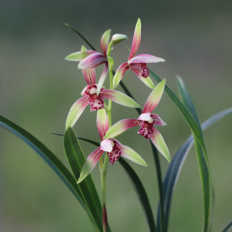 逸虹双娇 建兰 小国魂 红花兰花苗四季兰 办公室花卉盆栽植物室内