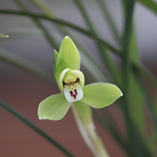 青轩兰场包对版春兰老八种兰花苗