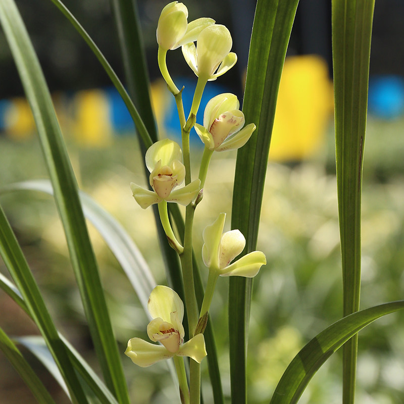 黄光登梅建兰四大天王 四季兰梅瓣铭品兰花苗夏带花苞 易养盆栽