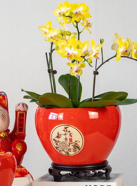 喜庆年宵花红色陶瓷花盆家用简约客厅桌面蝴蝶兰绿萝盆栽陶盆包邮