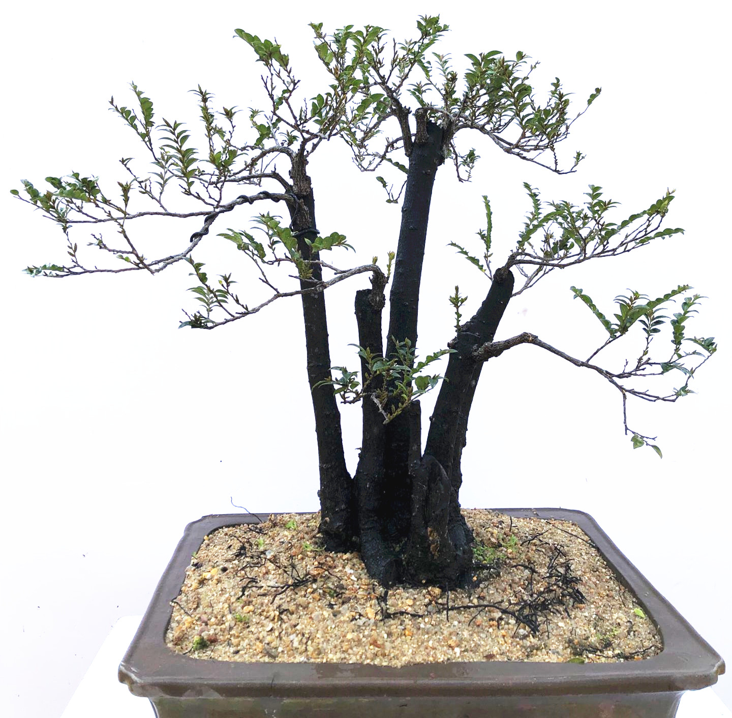 四季常青镇宅老根木本小叶紫檀