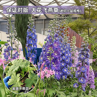 2盆组合包邮 迷你小盆发货不带花 北极光系列蓝紫色系大花飞燕草