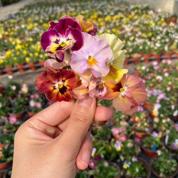 角堇三色堇5盆开花阳台庭院盆栽植物耐寒花卉,鲜花速递/花卉仿真/绿植园艺,时令草本花卉,淘宝优惠券,粉丝福利购,淘宝优惠卷