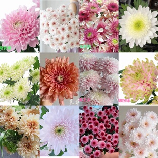 【小苗满30包邮】雏菊三文鱼香槟草莓熊荷兰菊猫眼啵啵菊地栽耐寒