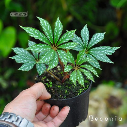 掌叶秋海棠小虫草堂盆栽