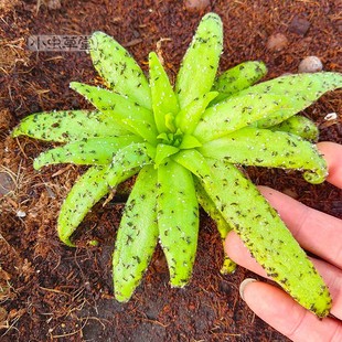 章鱼捕虫堇小虫草堂食虫植物捕蝇草食虫草食人花多肉稀有贵货盆栽