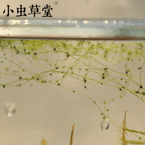丝叶狸藻 黄花南方食虫植物捕虫草水生捕水生物绿植小虫草堂水培