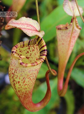 小虫草堂直播01斑豹x圣杯猪笼草食虫植物盆栽稀有特殊个体