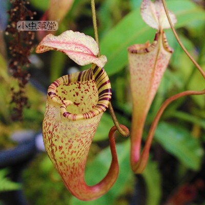 斑豹圣杯食虫植物特殊个体猪笼草