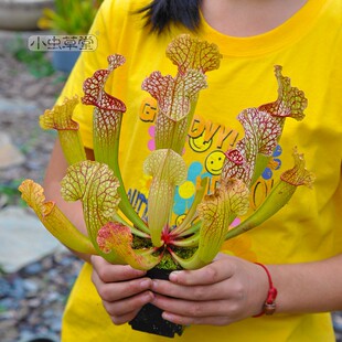 米奇瓶子草小虫草堂食虫植物盆栽食肉吃虫绿植奇花异草阳台花园