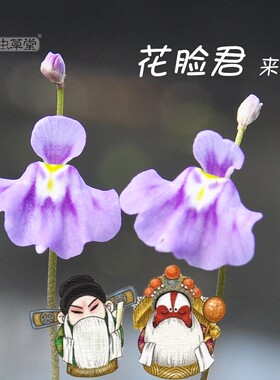 小虫草堂4直播狸藻小萼荷叶斜果食虫植物盆栽桌面室内耐阴