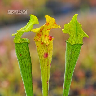 阿拉巴马瓶子草小虫草堂食虫植物盆栽稀有奇花异草观叶绿植猪笼草