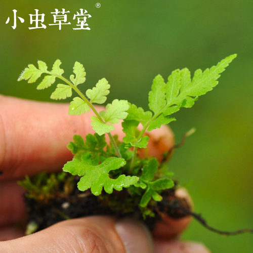 水陆造景耐阴室内客厅蕨类植物