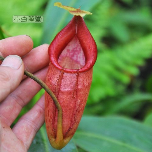 欣佳浪山x惊奇猪笼草 小虫草堂食虫植物盆栽稀有食肉观叶绿植盆栽