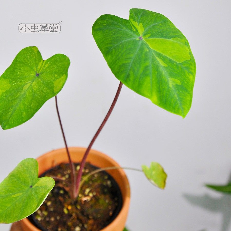 花叶柠檬芋植物盆栽小虫草堂象耳芋海芋白犀牛萨利安斑马绿天鹅绒