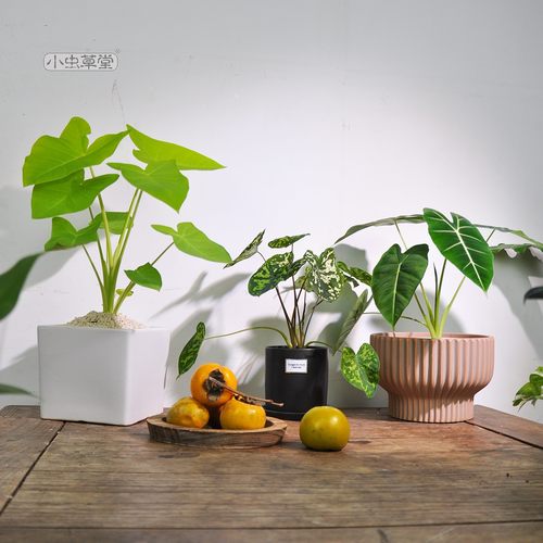 品牌质保食虫植物趣味