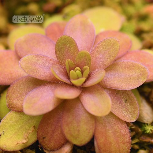 凹瓣x石灰岩捕虫堇 小虫草堂食虫植物爱石德尔塔女巫骑士多肉盆栽