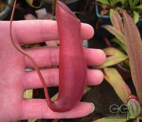 野猪深红Nepenthes mirabilis奇异猪笼草小虫草堂食虫植物盆栽 - 封面