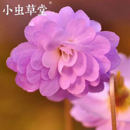 樱叶重瓣喜阴四季常青捕虫堇