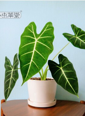 绿天鹅绒海芋植物小虫草堂绿鹅黑天鹅白犀牛大仙女萨利安斑马粉龙