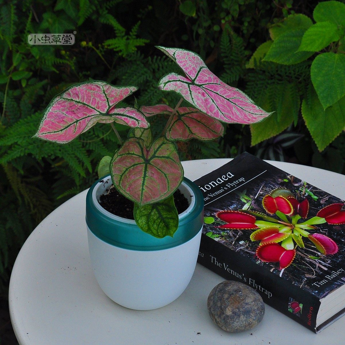 储水盆磨砂懒人盆自动吸水花盆室内水培小植物盆栽家用家居花盘器,鲜花速递/花卉仿真/绿植园艺,花盆,淘宝优惠券,粉丝福利购,淘宝优惠卷