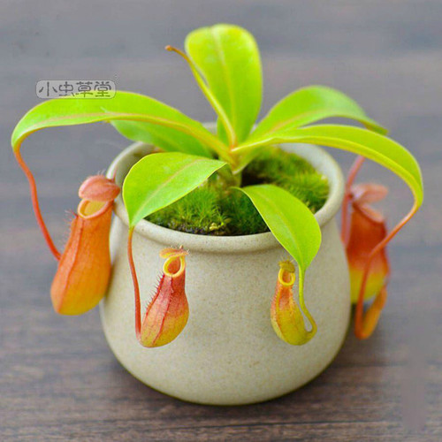 红瓶食虫植物储水卧室内猪笼草