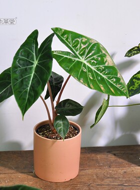 粉龙海芋植物小虫草堂绿鹅黑天鹅白犀牛大仙女萨利安斑马绿天鹅绒