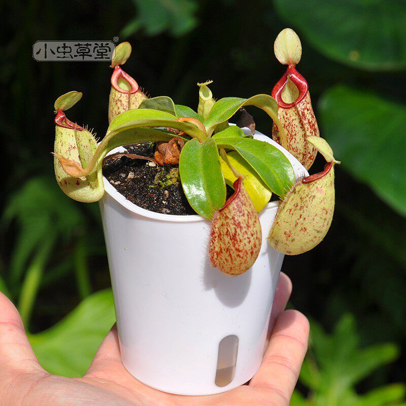 虎克猪笼草小虫草堂食虫植物食人花盆栽卧室花卉含羞草室内捕蝇草,鲜花速递/花卉仿真/绿植园艺,食虫植物,淘宝优惠券,粉丝福利购,淘宝优惠卷