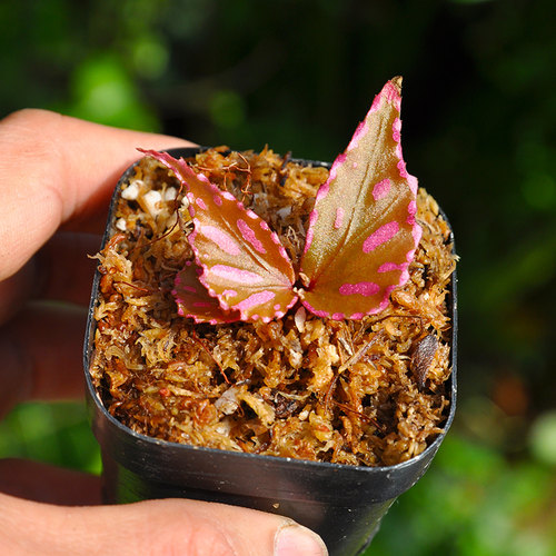 女王秋海棠绿点绿泡黑武士粉点银河孔雀小虫草堂盆栽稀有植物雨林 - 封面