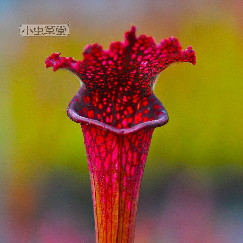 红顶白瓶子草小虫草堂食虫植物盆栽绿植花园庭院室外阳台蚊虫杀手