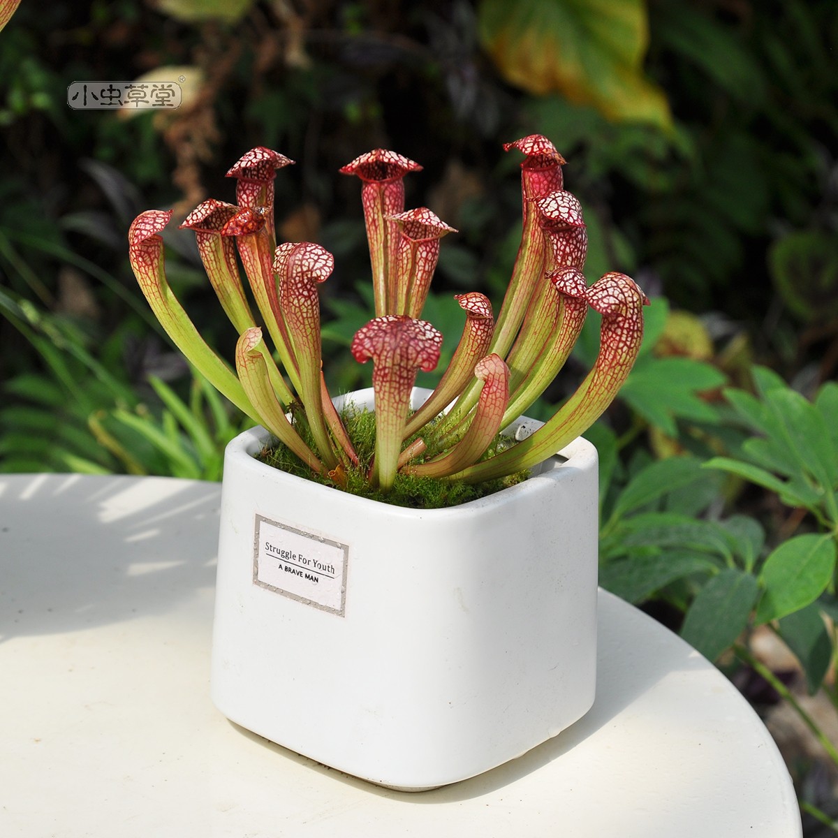 嘟嘟瓶子草小型种窗台阳台