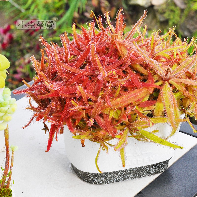 阿帝露茅膏菜 耐阴喜阴室内 食虫植物盆栽食虫草驱蚊好养大型超大