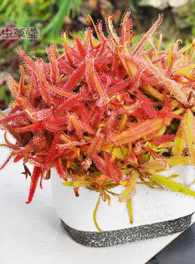 阿帝露茅膏菜耐阴喜食虫植物超大