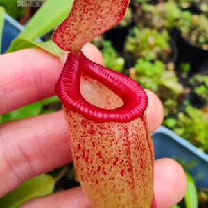 马桶猪笼草交种奶油瓶 辛布亚x葫芦实生苗小虫草堂食虫植物直播10