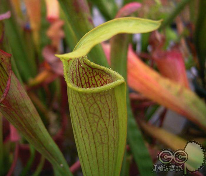 翼状瓶子草小虫草堂食虫植物盆栽翅种子超能吃苍蝇蚊子蚊虫杀手,鲜花速递/花卉仿真/绿植园艺,食虫植物,淘宝优惠券,粉丝福利购,淘宝优惠卷
