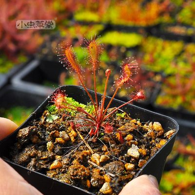 茅膏菜小虫草堂毛毡苔稀有植物