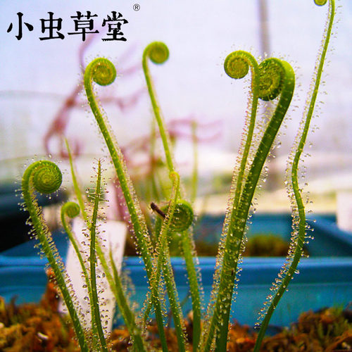 捕蚊草丝叶小虫草堂食虫植物