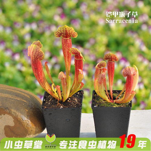 绿植铠甲食虫阳台苍蝇大型瓶子草
