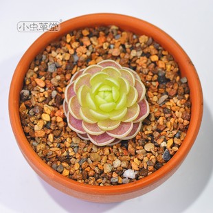 小虫草堂2直播捕虫堇食虫植物盆栽吃虫小黑飞多肉食人花捕蝇草