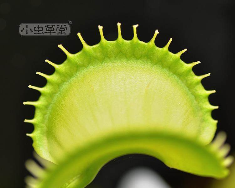 和谐捕蝇草稀有花卉名贵食虫草食人花小虫草堂食虫草盆栽植物室内,鲜花速递/花卉仿真/绿植园艺,食虫植物,淘宝优惠券,粉丝福利购,淘宝优惠卷