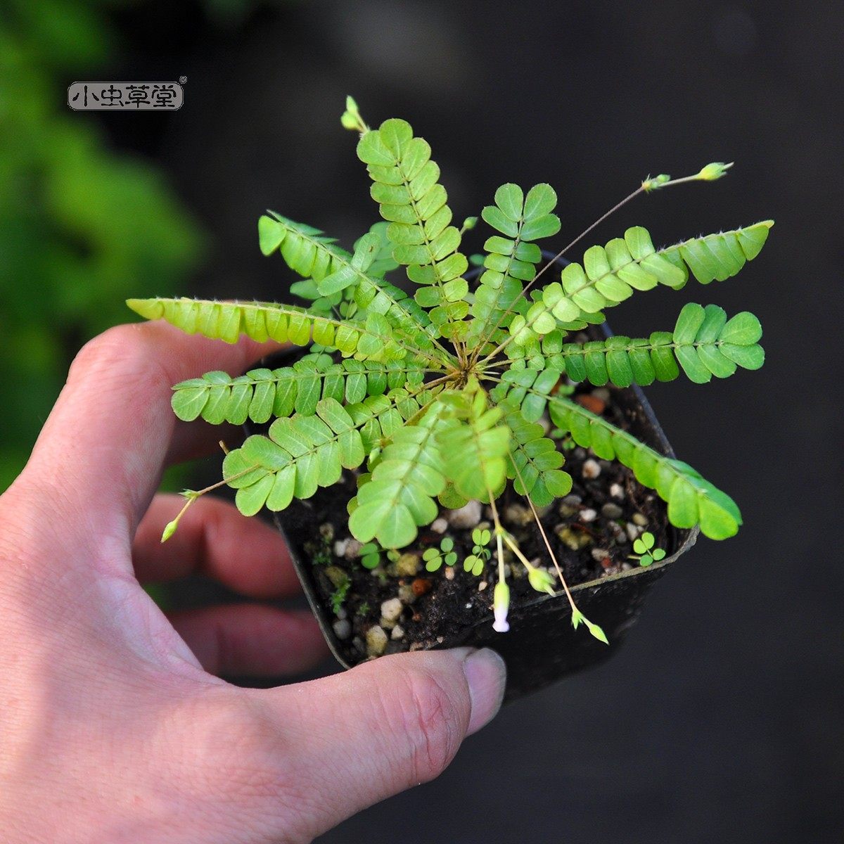 感应草跳舞草水生含羞草种子奇花异草奇趣植物盆栽小虫草堂害羞草,鲜花速递/花卉仿真/绿植园艺,绿植,淘宝优惠券,粉丝福利购,淘宝优惠卷