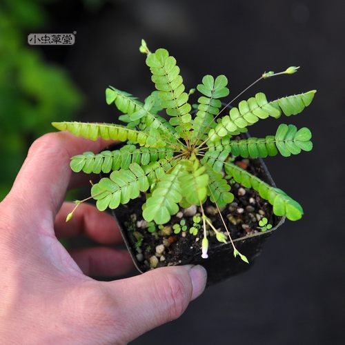 跳舞草感应草水生含羞草