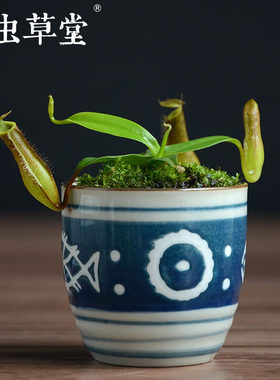 猪笼草迷你小虫草堂食虫植物