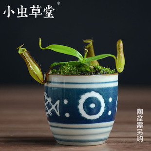 小猪笼草gracilis盆栽苗迷你猪笼草办公室防辐射小虫草堂食虫植物