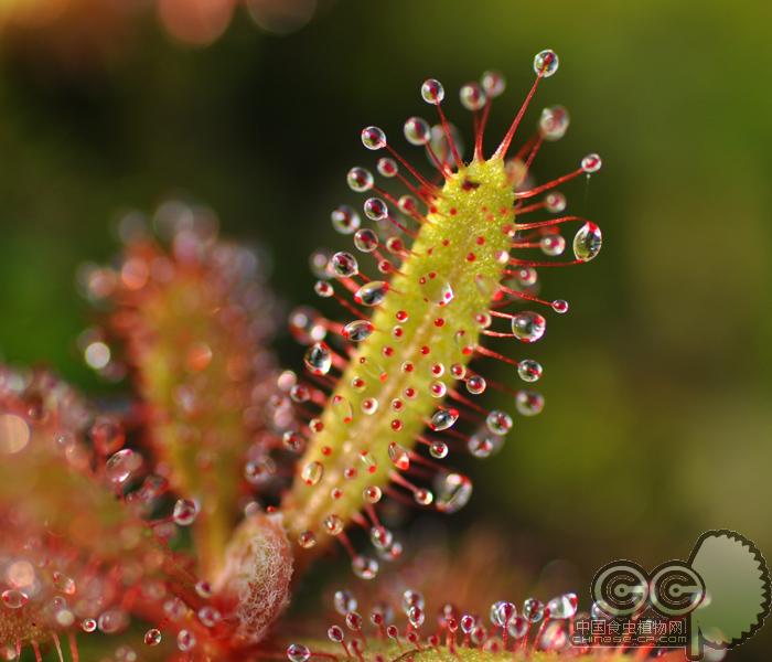帝露推荐小虫草堂办公室茅膏菜